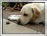 Labrador Retriever, Ślimak